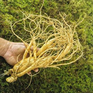 Nhân Sâm Hàn Quốc