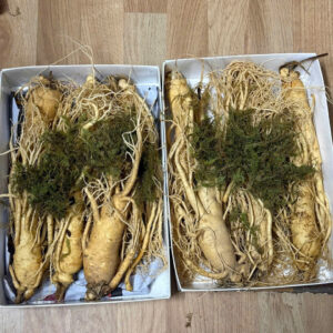 Nhân Sâm Tươi Hàn Quốc 6 củ 1 kg