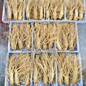 Nhân Sâm Tươi Hàn Quốc 8 củ 1 kg