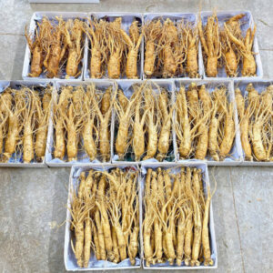 Nhân sâm tươi Hàn Quốc Hầm Gà