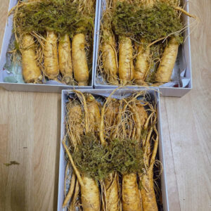 nhân sâm tươi hàn quốc 8 củ 1 kg 1