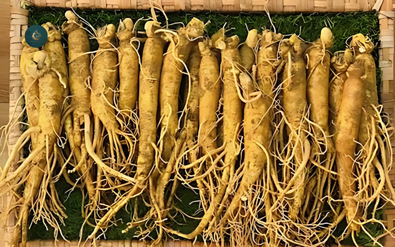 Cách bảo quản nhân sâm Hàn Quốc2