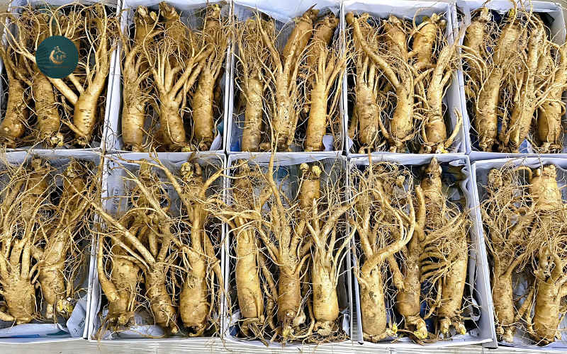 Địa chỉ bán sâm tươi Hàn Quốc 1