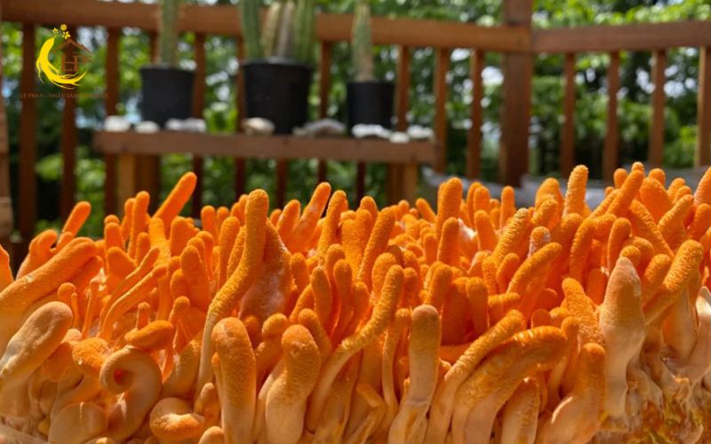 Đông trùng hạ thảo tươi