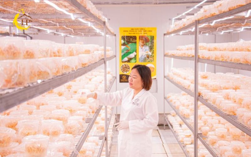 Đông trùng hạ thảo Tây Tạng tự nhiên