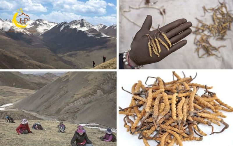 Hướng dẫn lựa chọn sản phẩm phù hợp