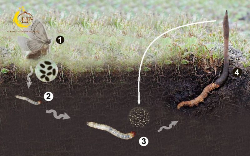 Quá trình hình thành độc đáo