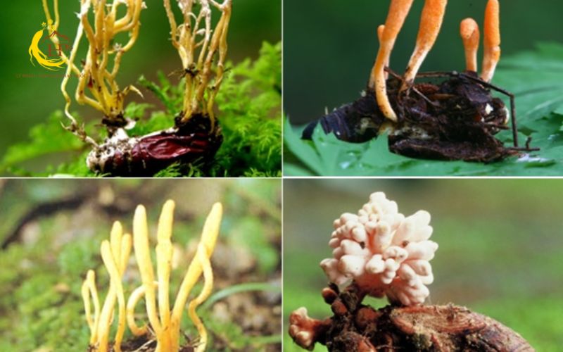 Đông trùng hạ thảo Tây Tạng tự nhiên