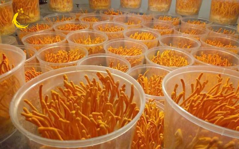 Giá các loại đông trùng hạ thảo nuôi cấy Việt Nam Giá các loại đông trùng hạ thảo nuôi cấy Việt Nam