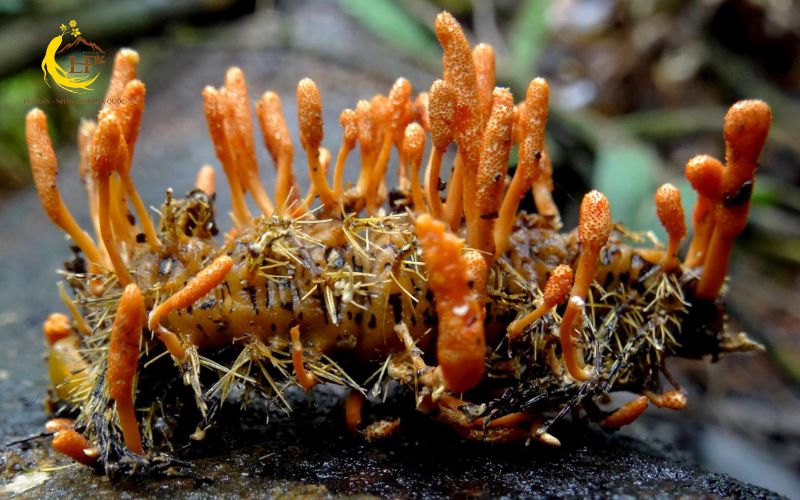 Giá trị từ nguồn gốc đông trùng hạ thảo