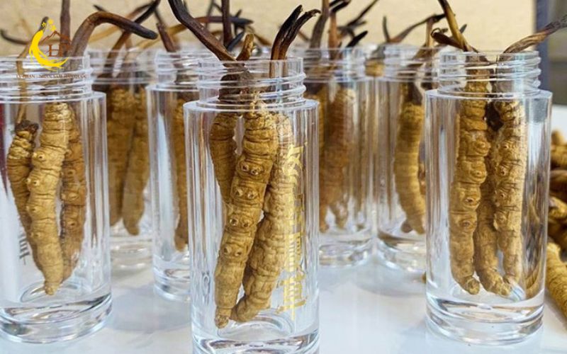 Giá đông trùng hạ thảo tự nhiên Tây Tạng Giá đông trùng hạ thảo tự nhiên Tây Tạng