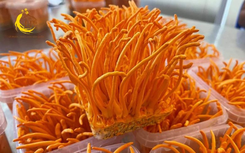 Cách sử dụng đông trùng hạ thảo hiệu quả