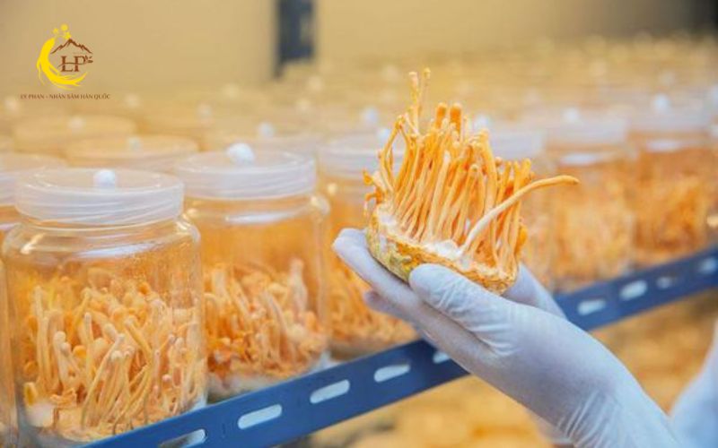 Đông trùng hạ thảo và giá trị dược liệu Đông trùng hạ thảo và giá trị dược liệu