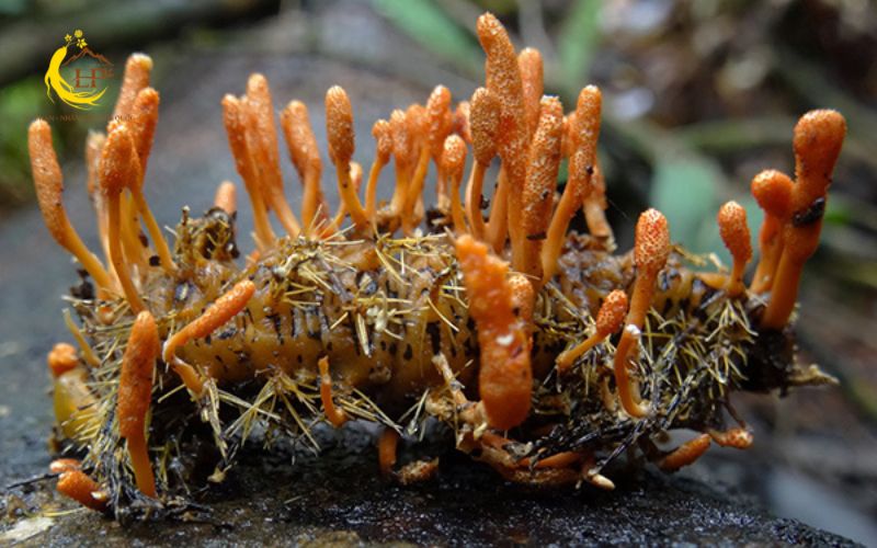 Giá đông trùng hạ thảo