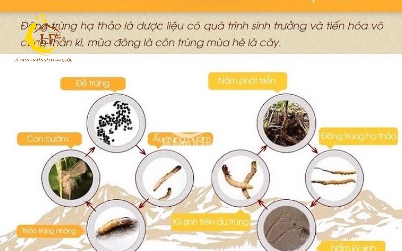Tác dụng của đông trùng hạ thảo cho người cao huyết áp
