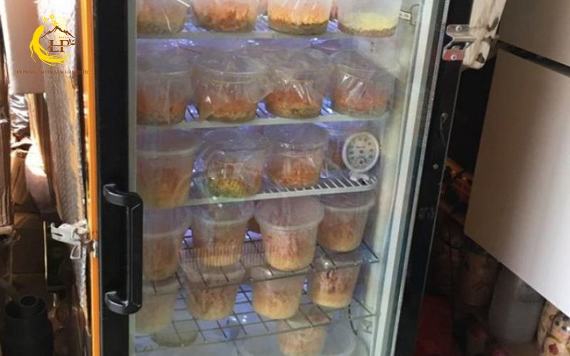 Bảo quản đông trùng hạ thảo tươi trong tủ lạnh