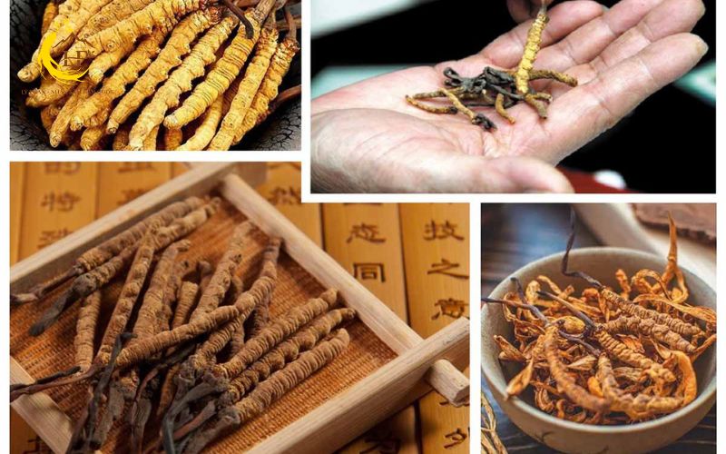 Các loại đông trùng hạ thảo