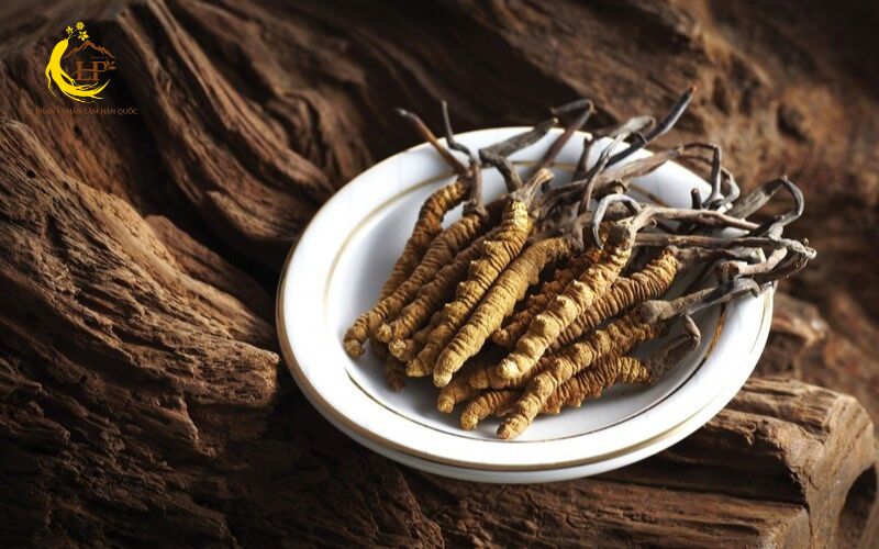 Đông trùng hạ thảo nhộng tằm