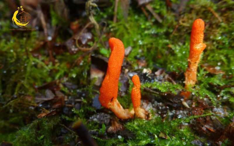 Đông trùng hạ thảo tự nhiên