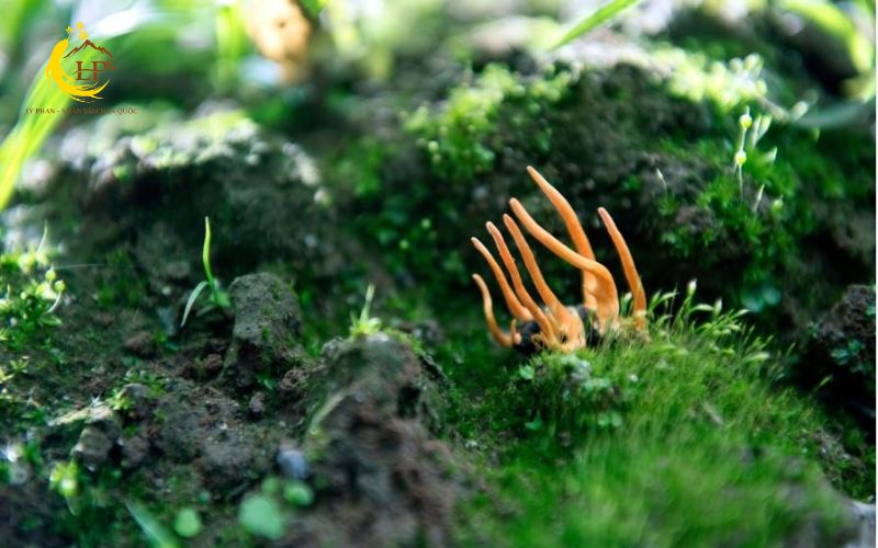 Các loại đông trùng hạ thảo phổ biến