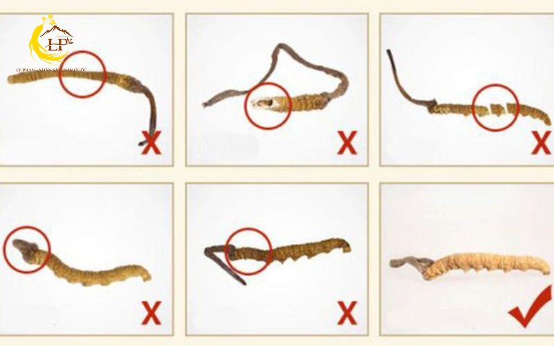 Quan sát hình dạng và cấu trúc bên ngoài