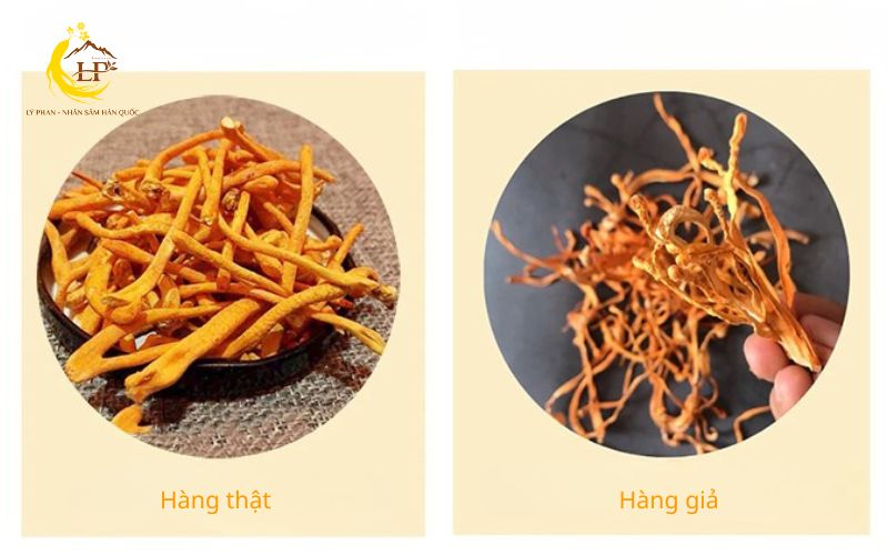 Đông trùng hạ thảo và vấn đề hàng giả