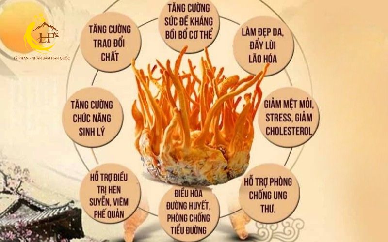 Dinh dưỡng của đông trùng hạ thảo