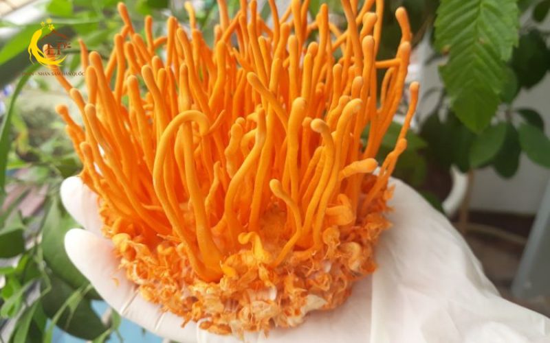 Đông trùng hạ thảo Hàn Quốc và Việt Nam