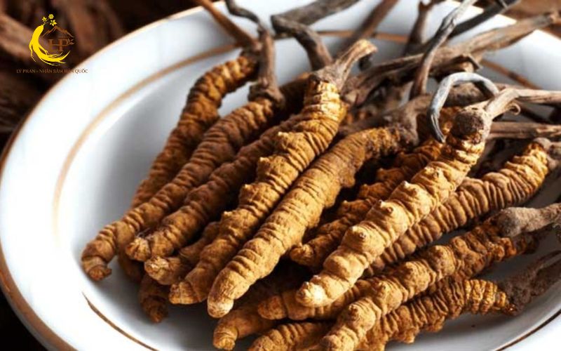 Đông trùng hạ thảo là gì