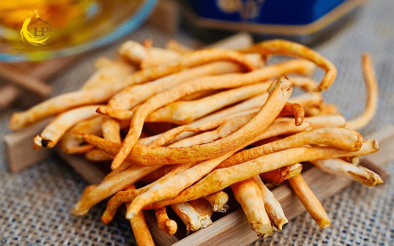 7 Công dụng tuyệt vời của đông trùng hạ thảo