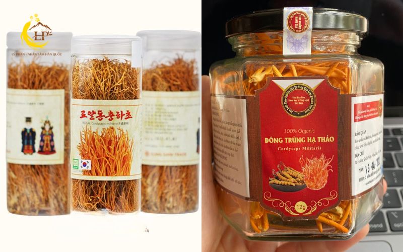 Đông trùng hạ thảo Hàn Quốc vs Việt Nam