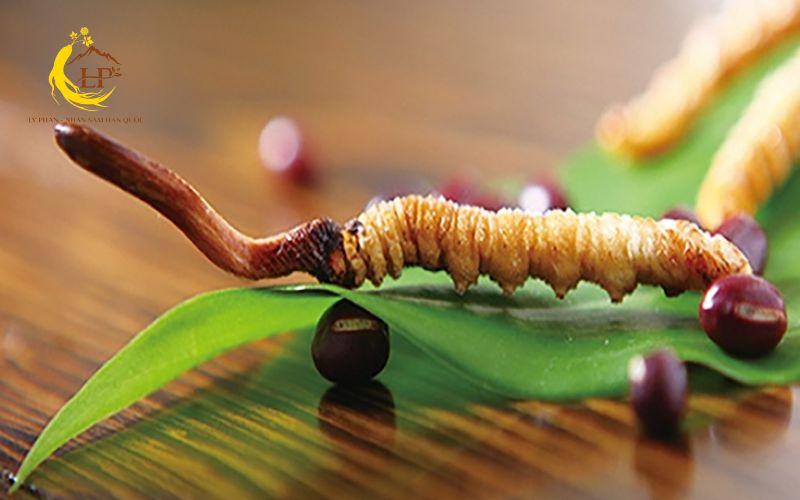 Lợi ích từ dinh dưỡng của đông trùng hạ thảo Lợi ích từ dinh dưỡng của đông trùng hạ thảo