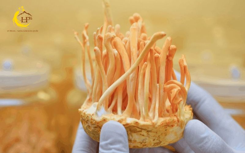 Hỗ trợ kiểm soát đường huyết