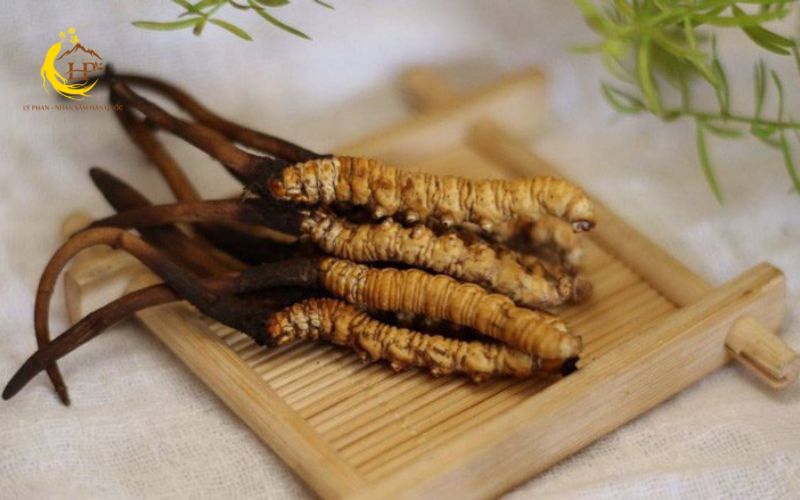 Đông trùng hạ thảo bán chạy nhất