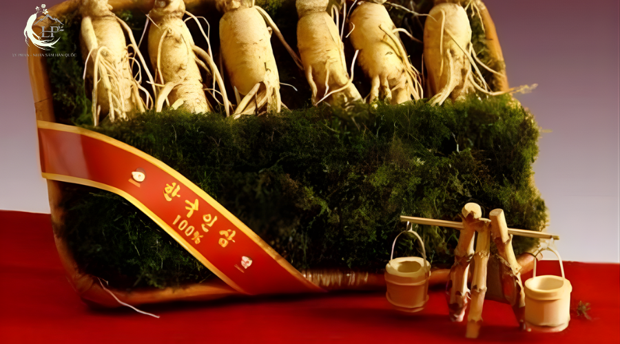 Thiên sâm và hồng sâm 3