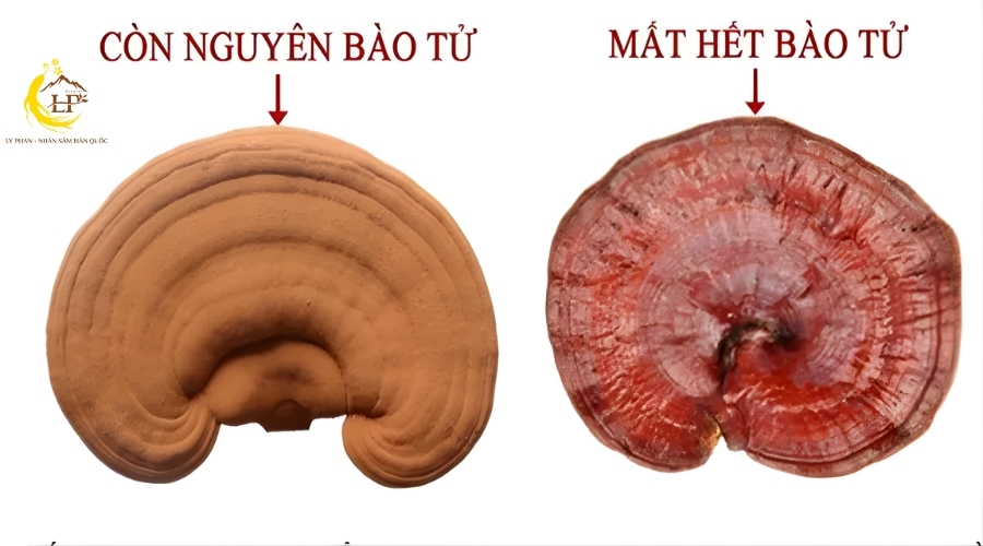 Kiểm tra lớp bào tử nấm