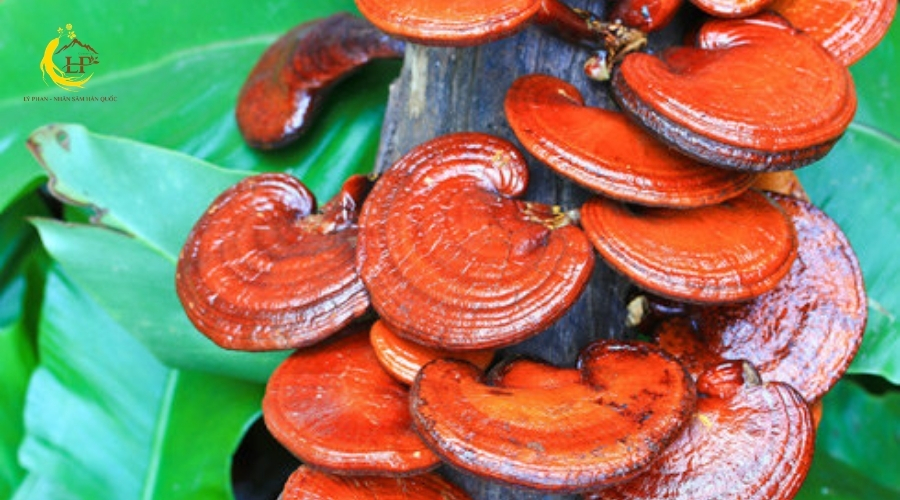 Nấm linh chi đỏ 1