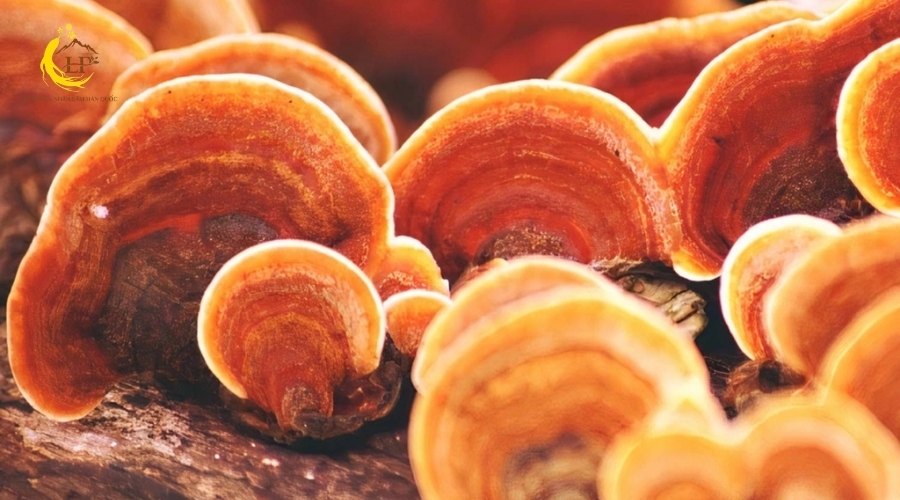 Nấm linh chi đỏ 2