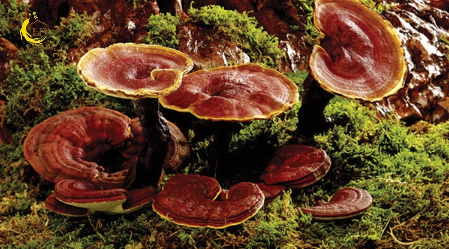 Nấm linh chi đỏ 3