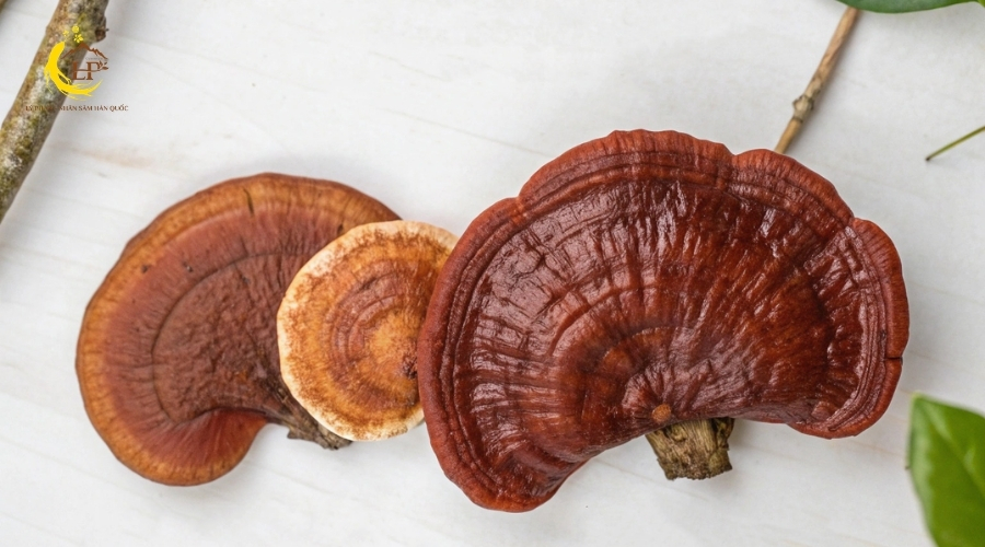 Nấm linh chi Đỏ Nấm linh chi Đỏ