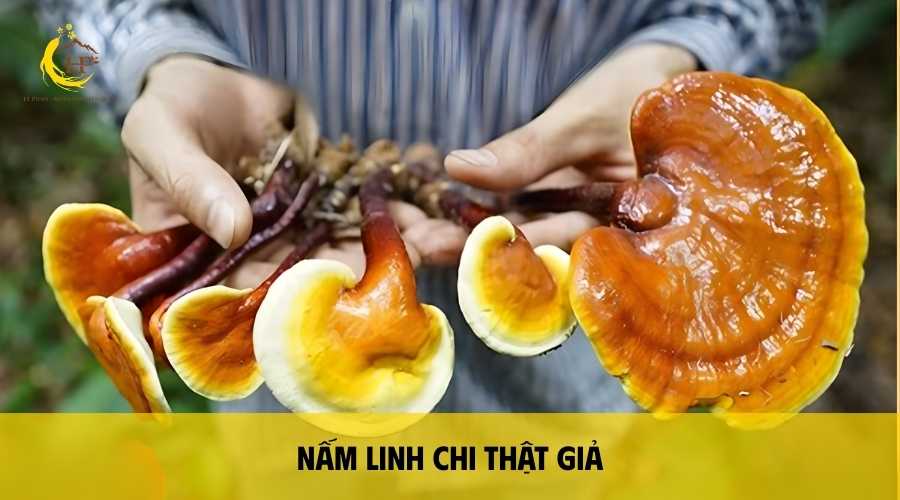 Nấm linh chi thật giả