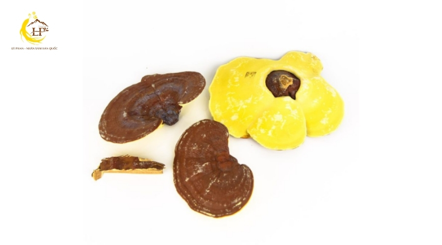 Nấm linh chi vàng 2