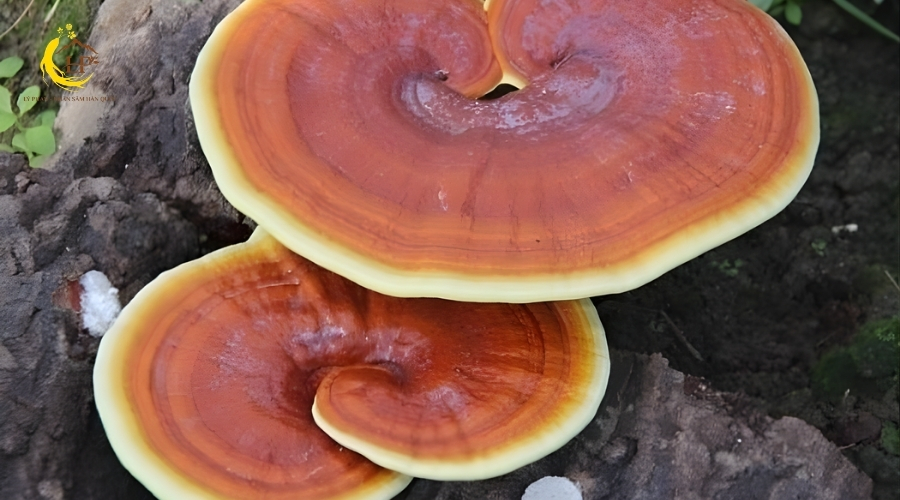 Nấm linh chi Vàng Nấm linh chi Vàng