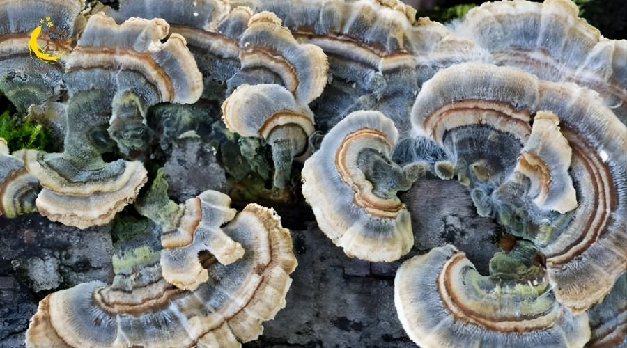 Nấm linh chi xanh 1