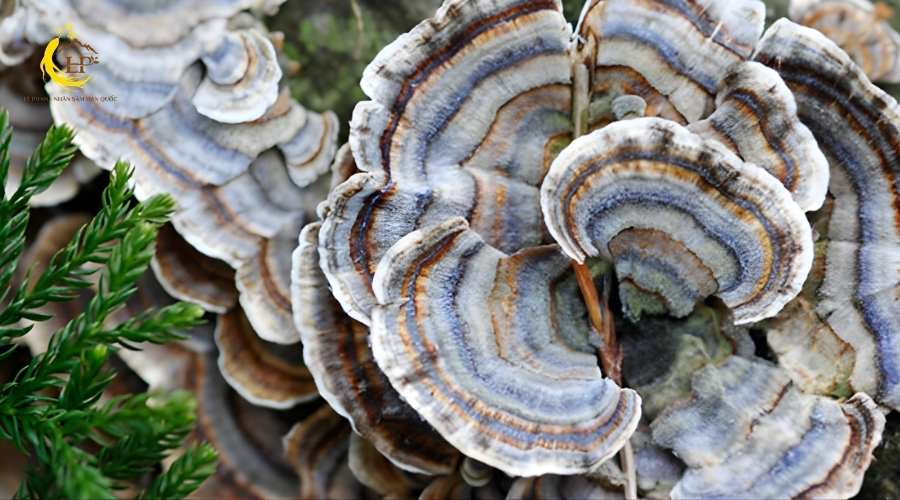 Nấm linh chi xanh 2