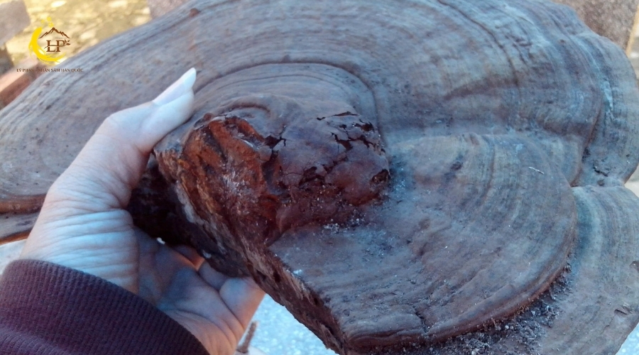 Nấm linh chi xanh 3