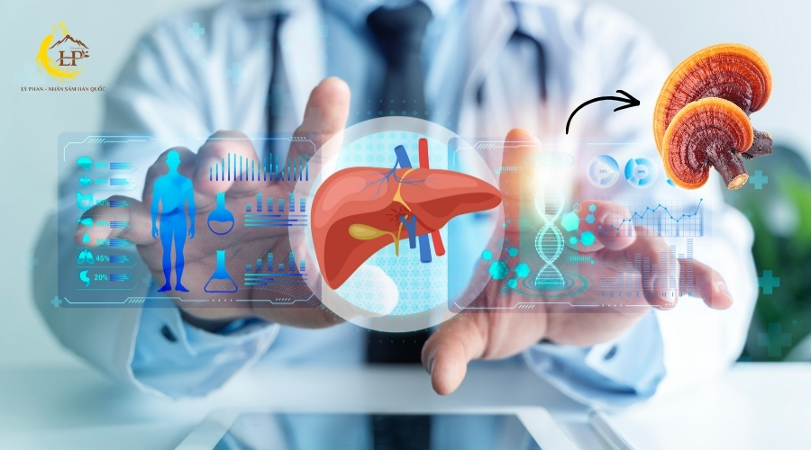 Bảo vệ và giải độc gan