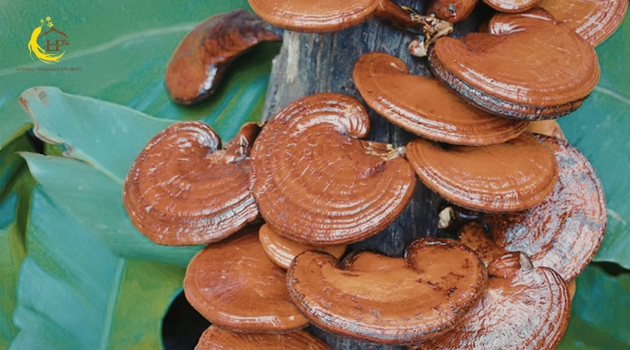 Giá nấm linh chi 3