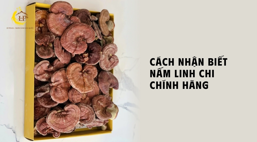 Nấm linh chi chính hãng
