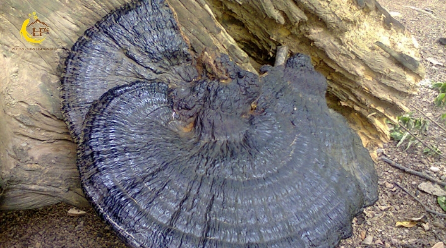 Nấm linh chi đen 1